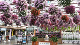 天井から吊り下がるインパチェンス圧巻！