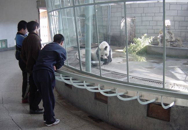 動物園にはパンダがいます