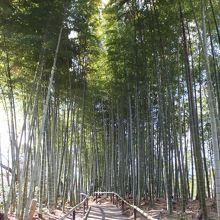 竹林が気持ちいい