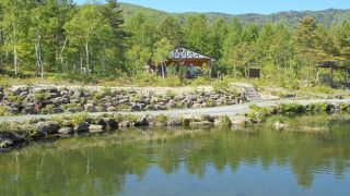 白樺林に囲まれた湖（八千穂レイク）