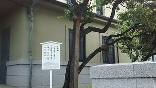 きれいに剪定、保存されてます