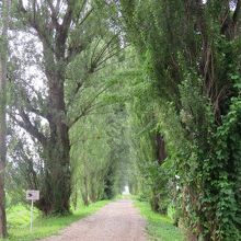 北大ポプラ並木 