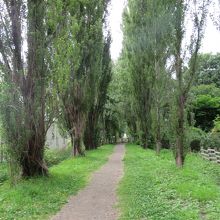 北大ポプラ並木 