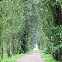 北大ポプラ並木 