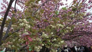 たくさんの種類の桜が一堂に