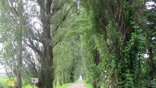 大学のシンボル・・・