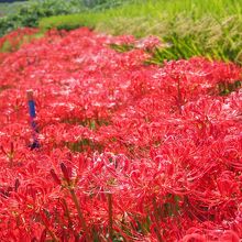 曼殊沙華