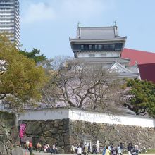 天守閣に桜が映えます