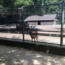 神鹿さんです。暑そう。。