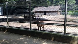 鹿島神宮　奥宮に向かう途中の神鹿