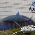 大人も楽しめる水族館