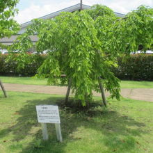 三春滝桜