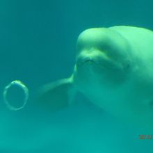 白イルカのバブルリング