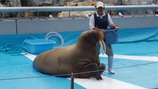 ショーがすごい