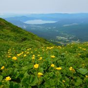高山植物と田沢湖の遠景を楽しみました。