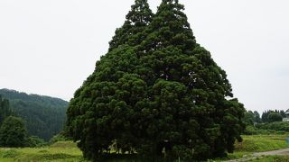 トトロの木