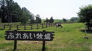 動物を間近で見られます。