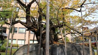 樹齢360年を越える桜