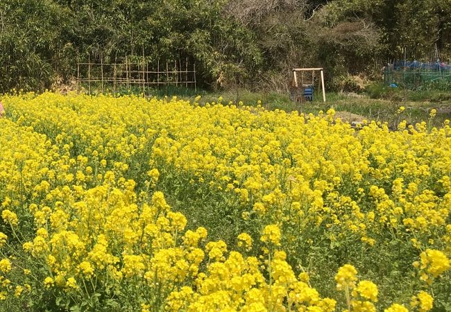 季節ごとに楽しめる