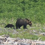 ヒグマ・ウオッチングコースに参加しました