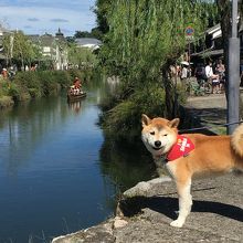 倉敷川と柴犬