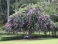 ペーラデニヤ植物園