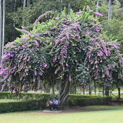 植物園というより大きな公園