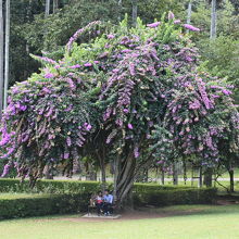 大きな紫の花の木
