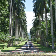 椰子の木の通路