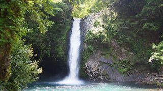 ワサビ田が広がる