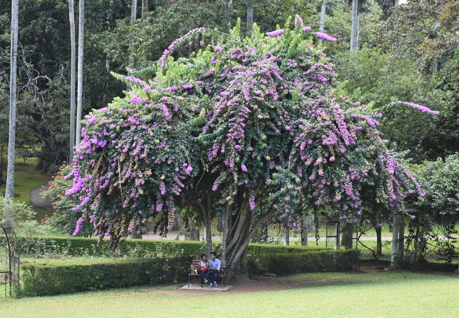 ペーラデニヤ植物園