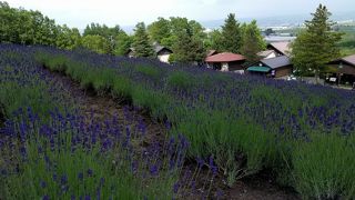 一番の見頃ではなかったけれど