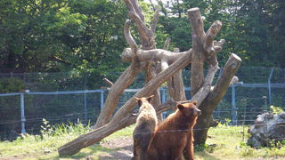 迫力がすごい！