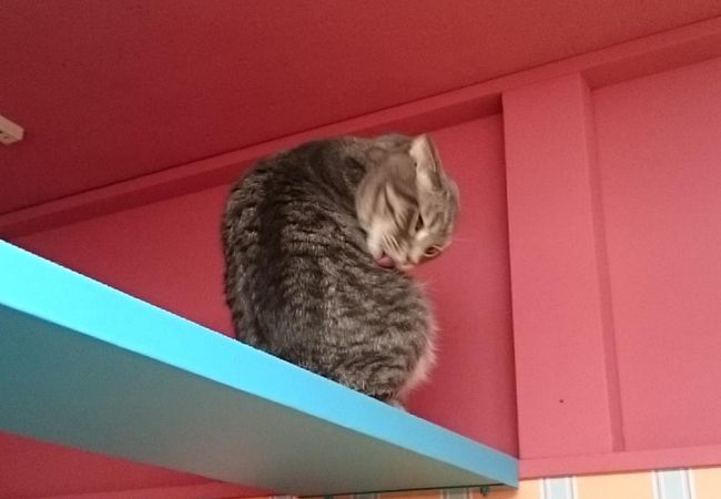 ねこぶくろ クチコミ アクセス 営業時間 池袋 フォートラベル ねこぶくろ クチコミ アクセス 営業時間 池袋 フォートラベル