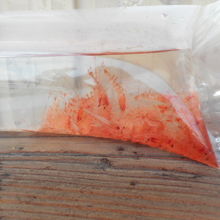 桜エビ生きてる