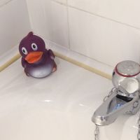 アヒルちゃんが居ました