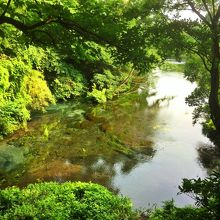 柿田川源流付近