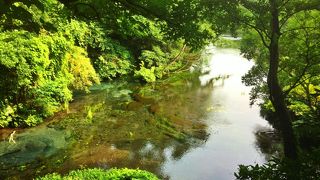 日本一短い全長1.2kmの川は、鮎も遡上する美しい楽園