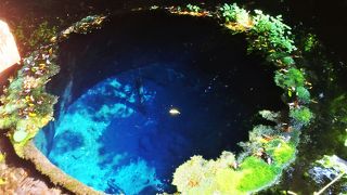 死から蘇った柿田川の源流