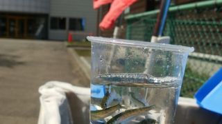 GWに訪問しました。サケの稚魚の放流体験ができます。