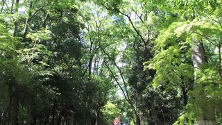 太古の自然を遺す森