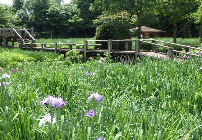 染谷花しょうぶ園 クチコミ アクセス 営業時間 大宮 フォートラベル