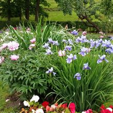 アイリスが咲いてます