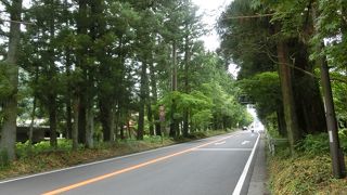 美しいけれど、花粉の頃は大変だ