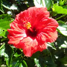 青島亜熱帯植物園