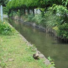 緑道には水辺も多くあります