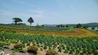 整列された花が綺麗「ぜるぶの丘」