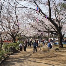 老木多くて勢いないなあ