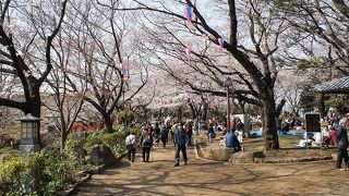 お江戸のころから桜の名所？