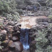 枯れた木と緑の葉があった植物